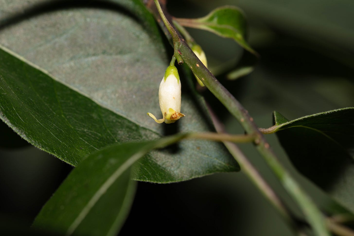 Close-up of a small, bell-shaped cream-colored flower with curled edges, against a background of dark green leaves and shadow