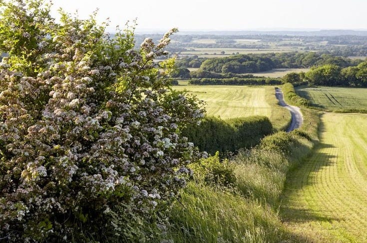 This may contain: a field with grass and flowers next to a road in the middle of the day