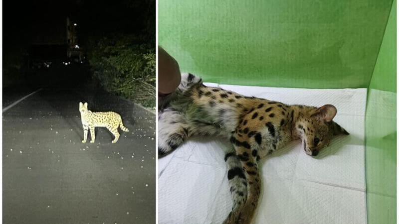 Il mistero del servalo africano, il grande (e pericoloso) felino spuntato tra i parchi del milanese