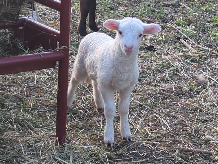 Chores are "routine," and that's the beginning and the end of routine on the homestead