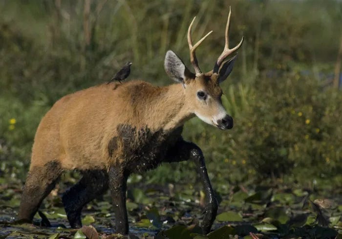 All about Marsh Deer Meaning and Symbolism