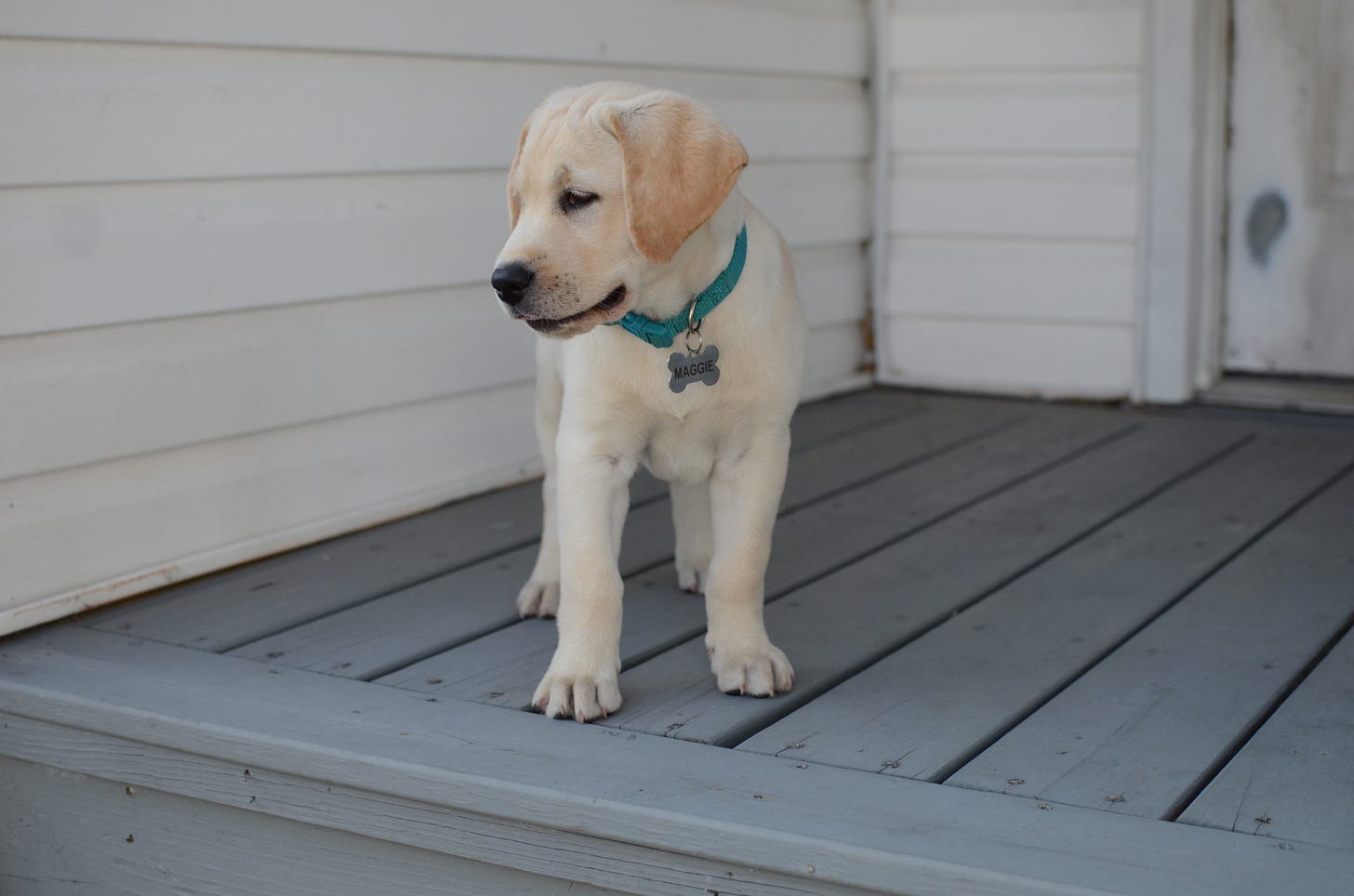 A yellow Labrador retriever puppy stands on a deck and surveys her domain.