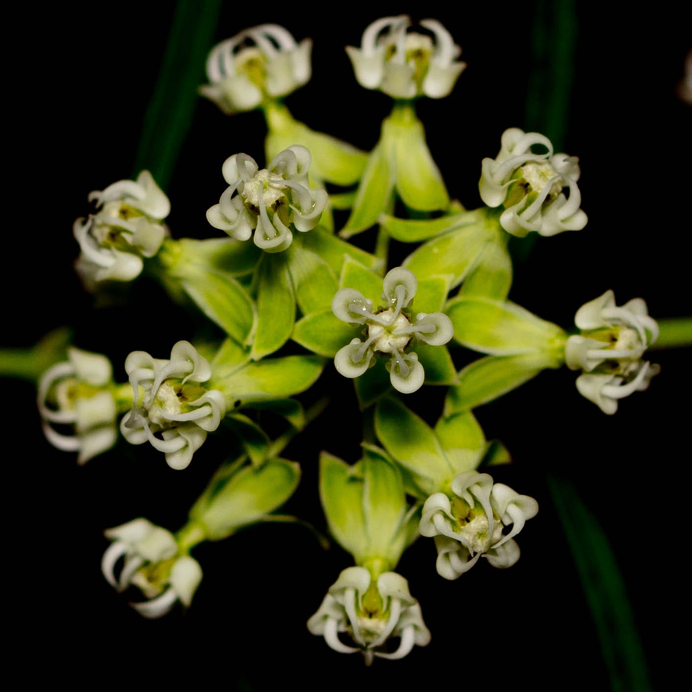 Overhead view of whorled milkweed inflorescence against a black background. The inflorescence is radially symmetrical, like a starburst of pale green and pale greenish-white flowers