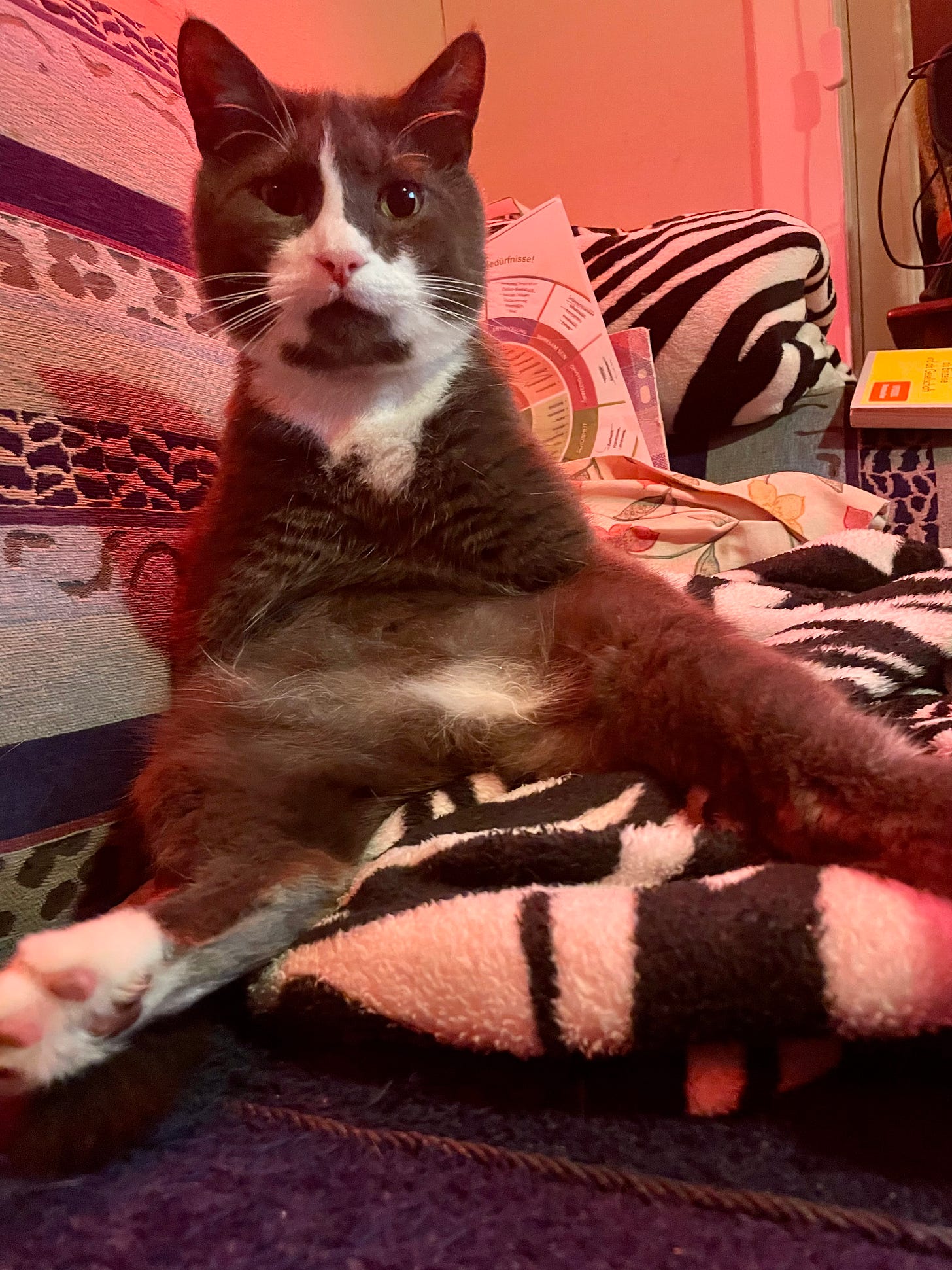 A grey-and-white cat sits in a relaxed, upright position on a patterned blanket, front paws resting casually while looking directly at the camera. The background includes patterned fabrics, a chart, and warm red lighting.