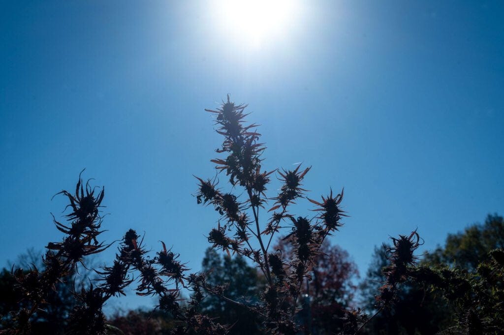 Graham-Redfern_Redfern-Hemp-Co-Virginia-by-R-Anthony-Harris_RVA-Magazine-2025