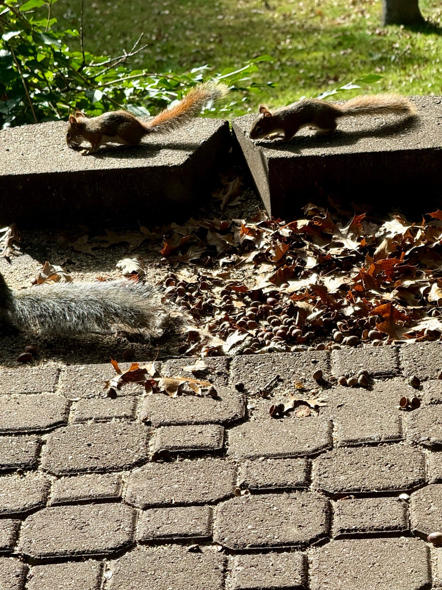A group of squirrels on a brick path

AI-generated content may be incorrect.
