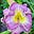 Peg Mallett's avatar