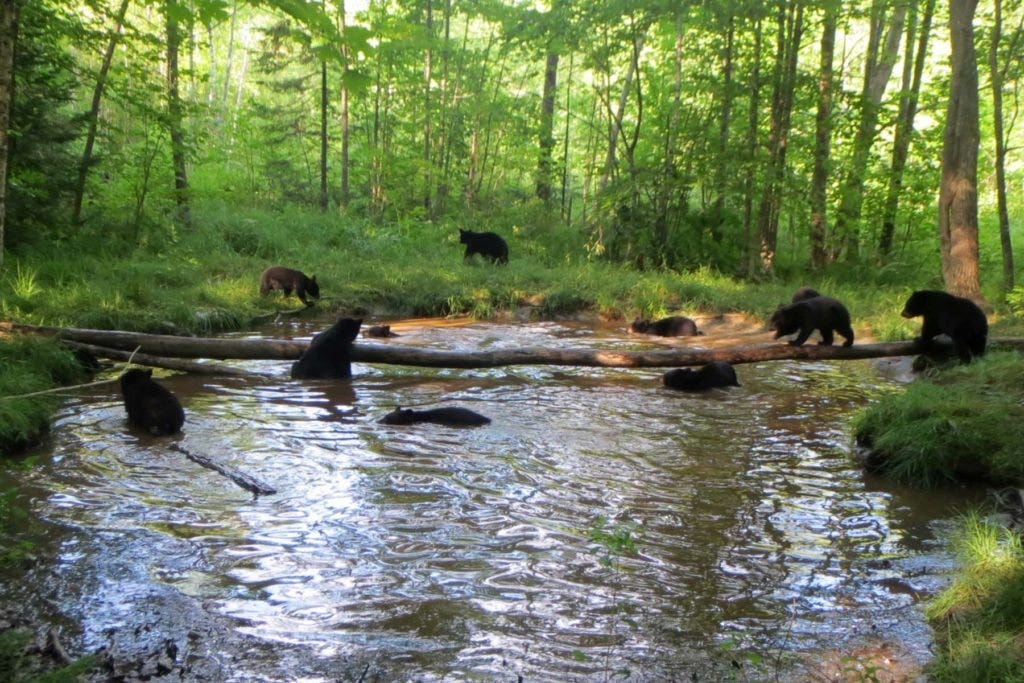 many-cubs-1024x683.jpg