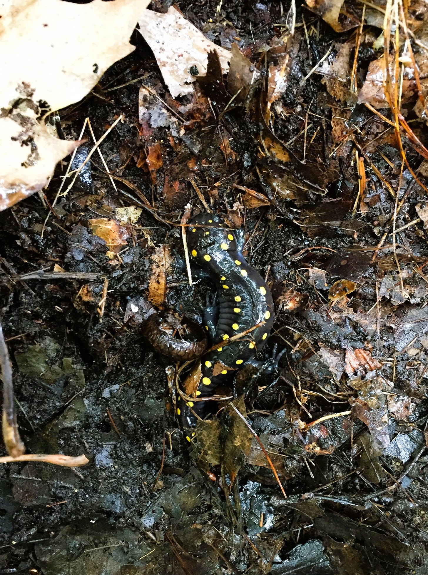 Image of a spotted salamander