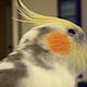 Free Range Parrots