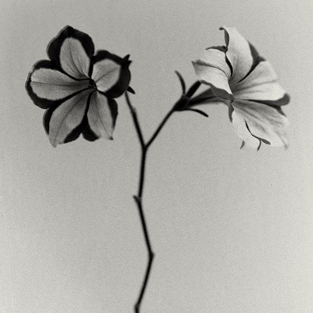 Glimpses of Paradise