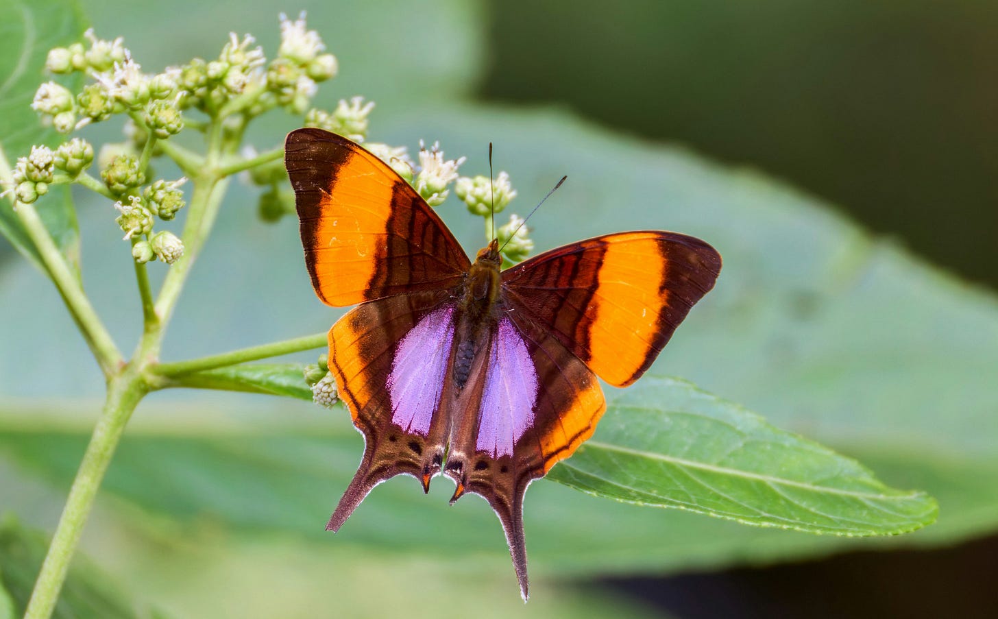 butterfly landing on flowers