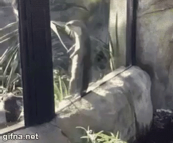 Dance Otter GIF - Dance Otter Zoo GIFs