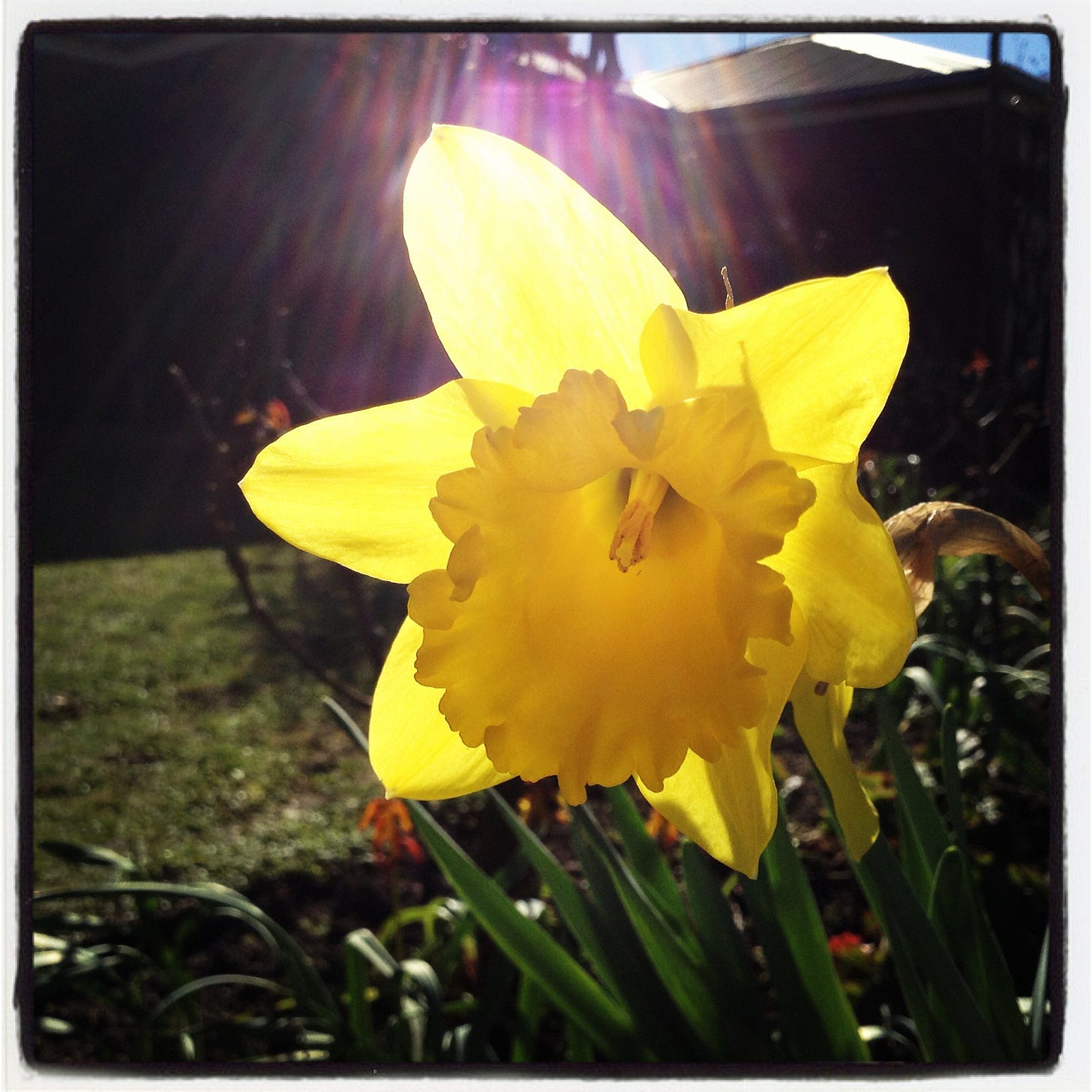 https://bloomcollege.com.au/wp-content/uploads/2013/08/daffodil-bloom-college.jpg
