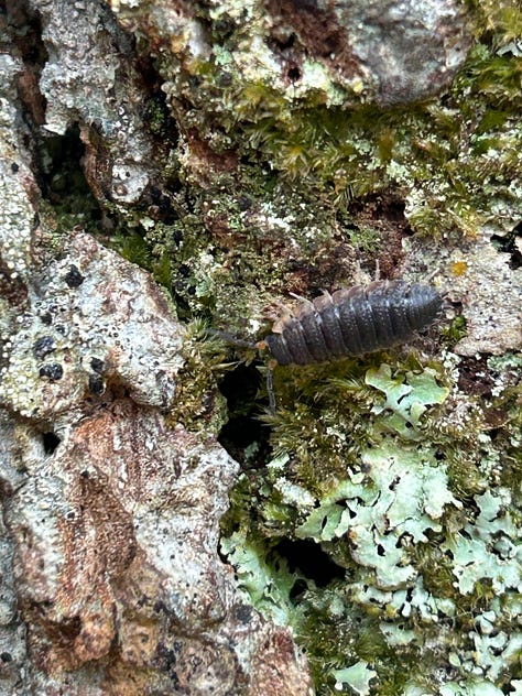Photographs from Cloanaig Oakwoods, Kintyre