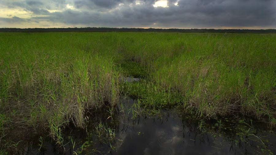 State Blocks Manatee County’s Wetland Protections, Citing Hurricane Law