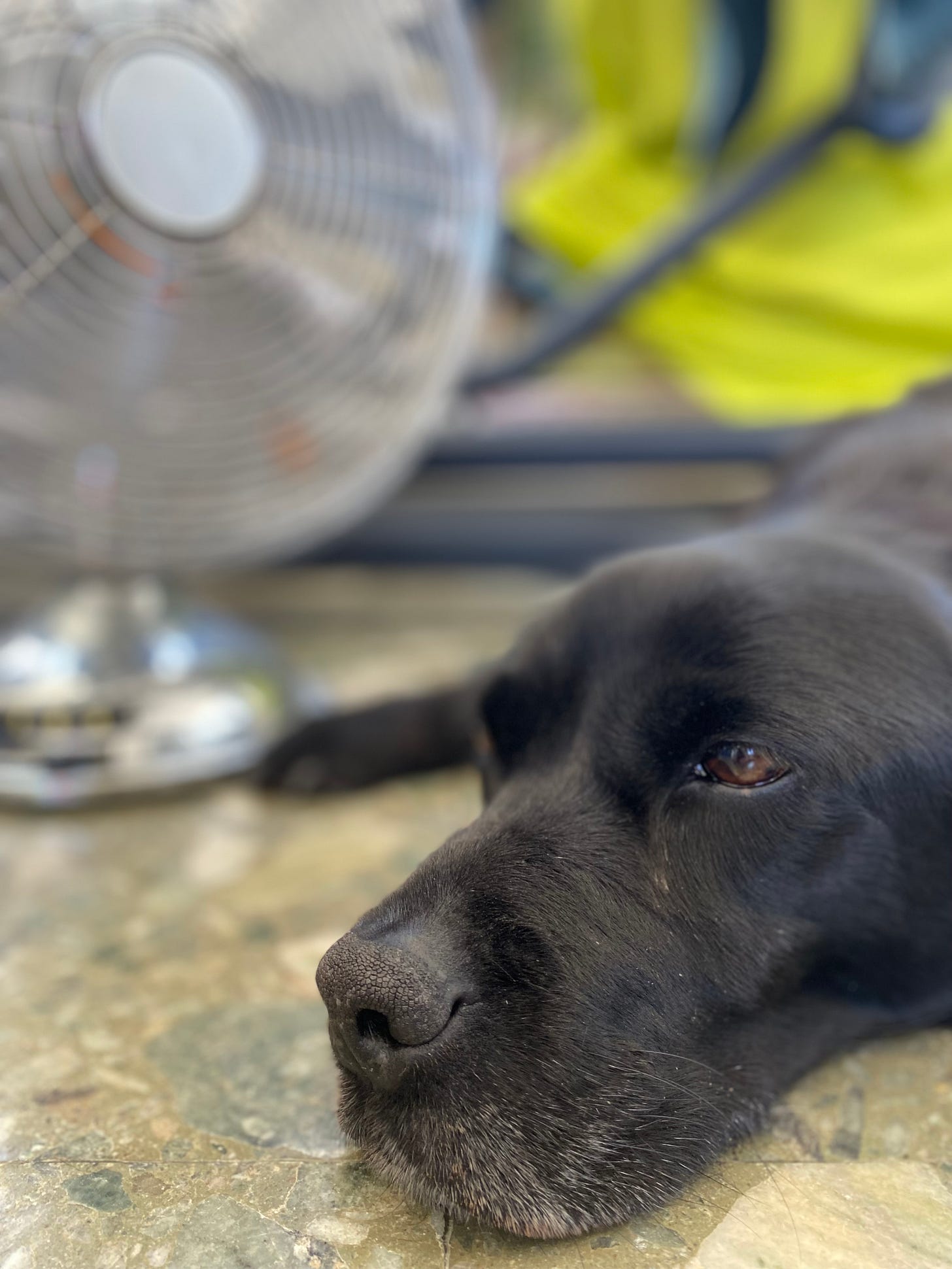 Hummock Campbell relaxing - black Labrador
