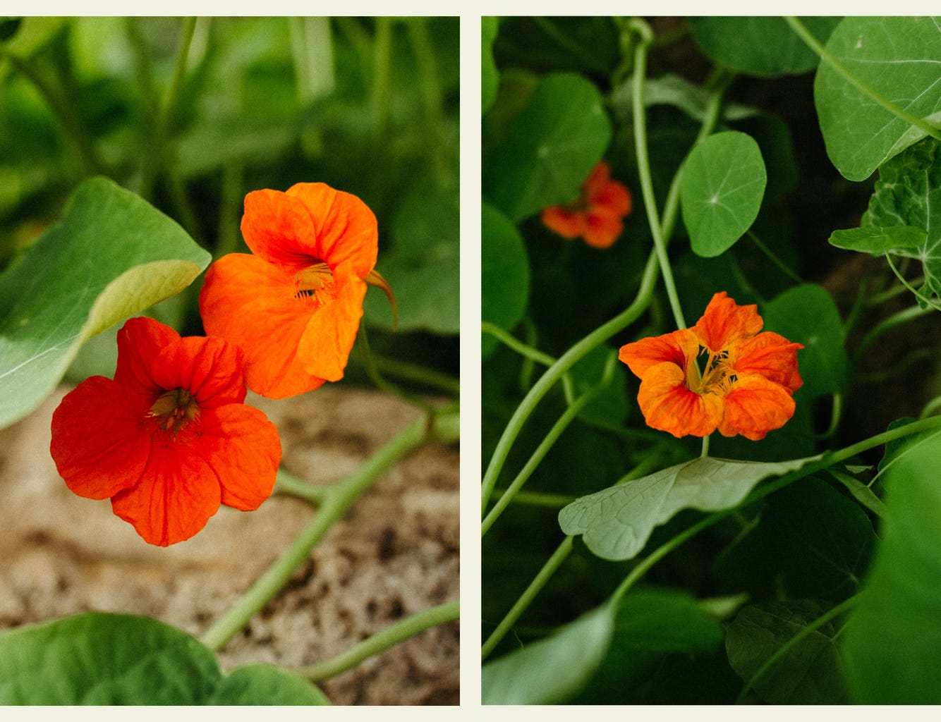bright orange nasturtium flowers