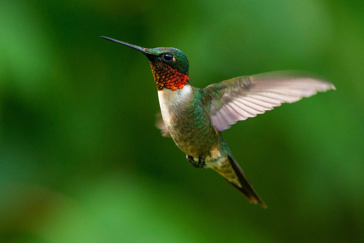 Pictures Of Humming Birds / Ruby-throated Hummingbird - Wikidata Pictures Of Humming Birds / Ruby-throated Hummingbird - Wikidata