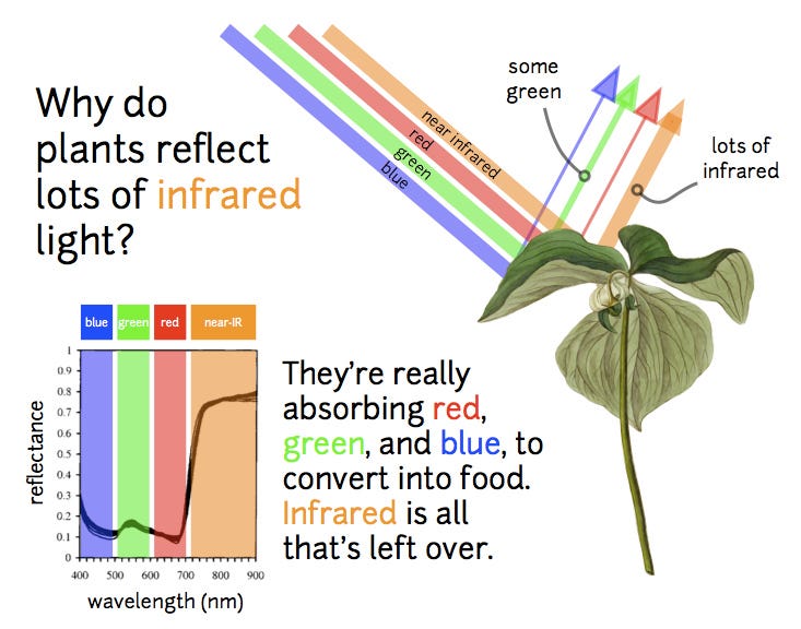 What colors of light do plants use? « KaiserScience