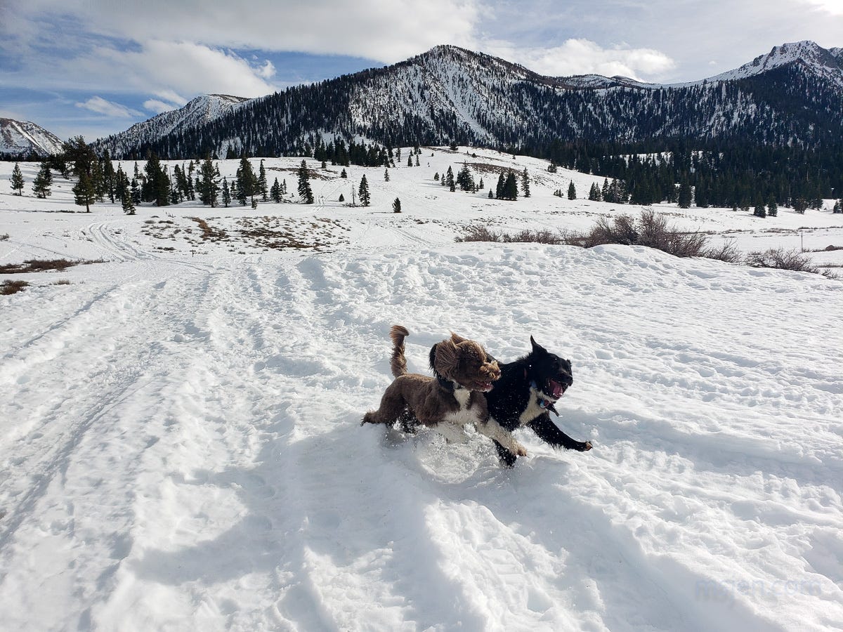 Photo of two dogs playing in the snow with pine tree covered snowy mountains in the background. Photo by Jenifer Hanen, msjen.com.