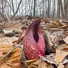 The Stink of Springtime