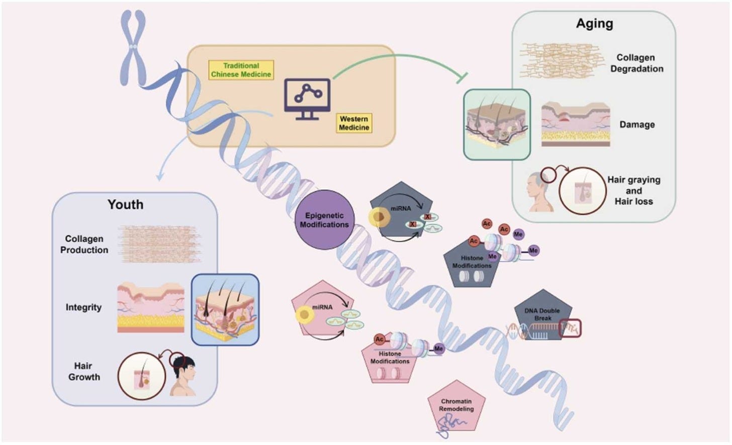 A diagram of a cell membrane

AI-generated content may be incorrect.