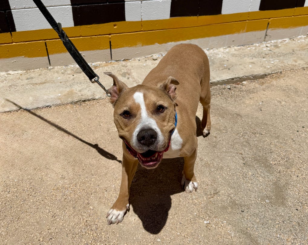Elvis smiling at the camera while outside on a sunny day