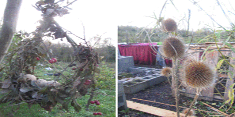 A close-up of a plant

AI-generated content may be incorrect.