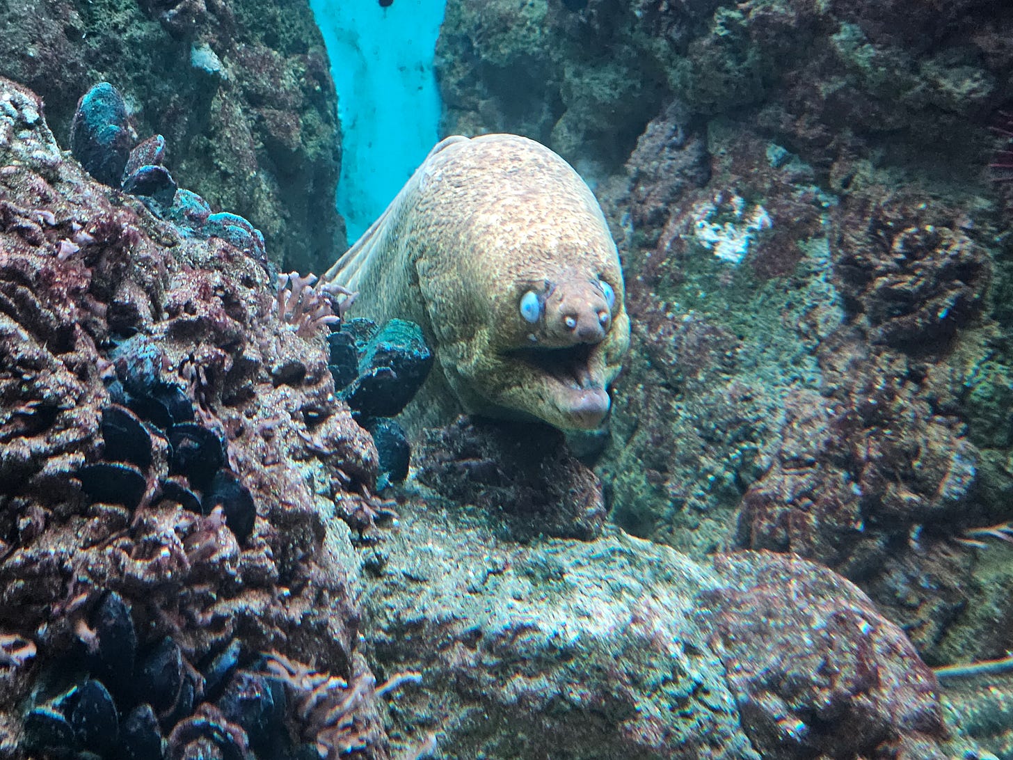 A blue eyed eel with its mouth open.