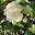 Gardengirl82's avatar