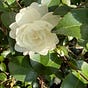 Gardengirl82's avatar