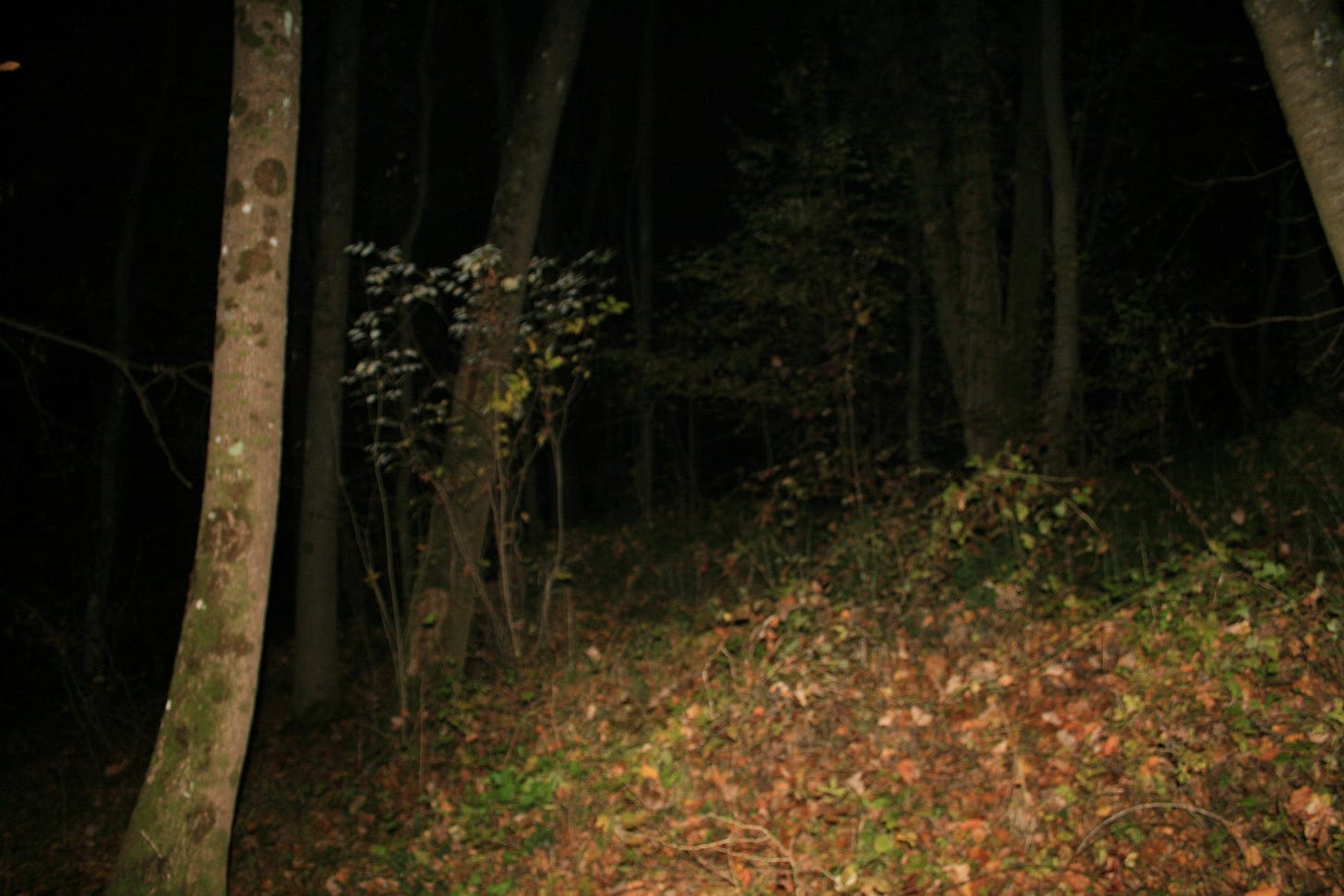 Forest at night : r/Outdoors Forest at night : r/Outdoors
