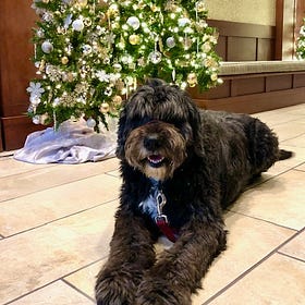 Contrarian Pets of the Week, Holiday Edition Part 2