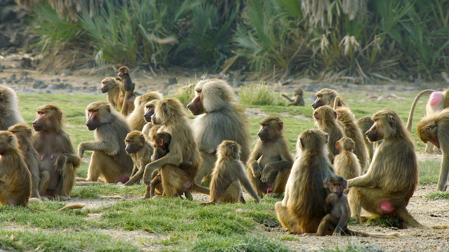 Baboons: Rules of the Troop - Love Nature
