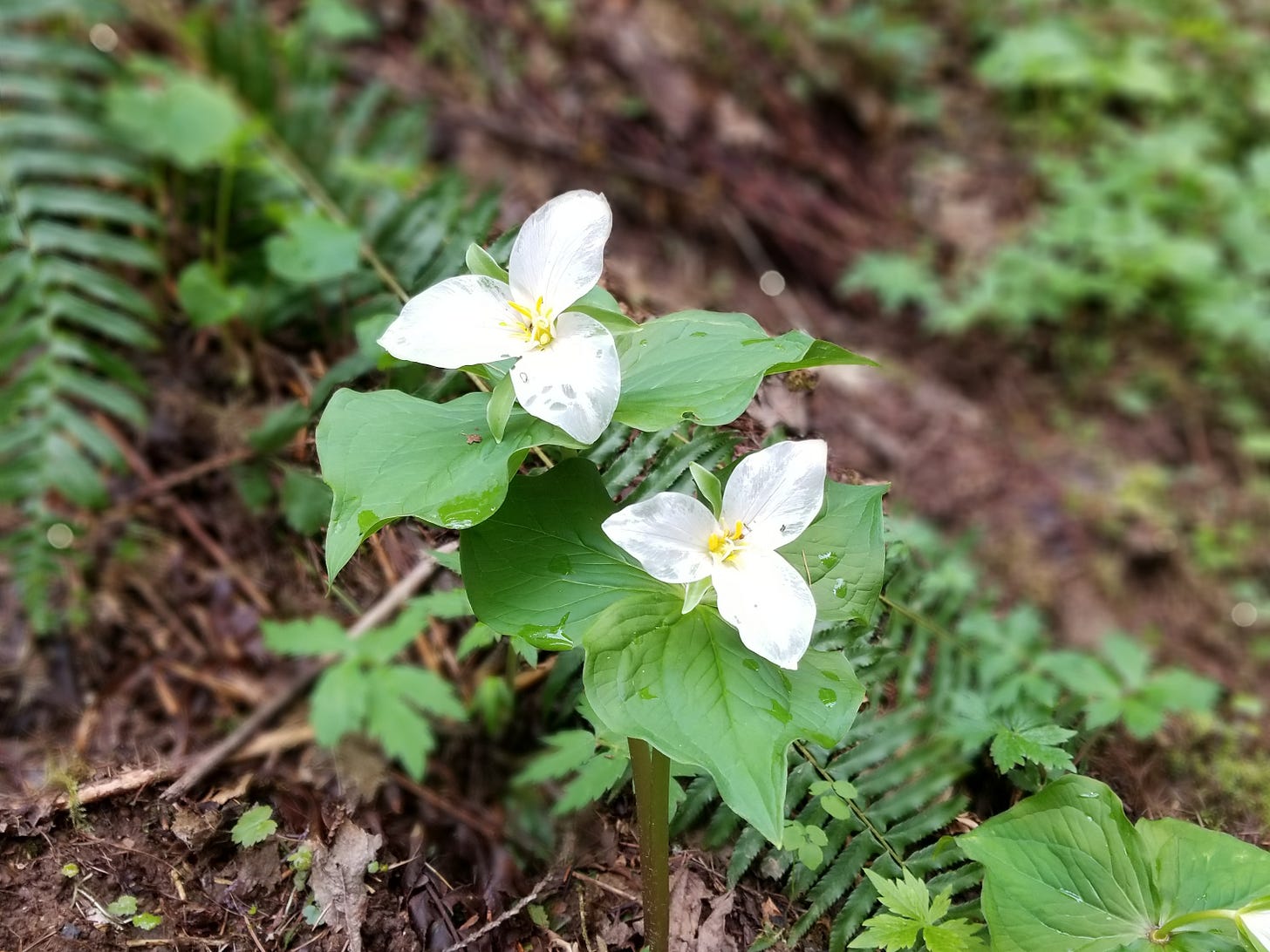 White Trillium flowers bloom, surrounded by ferns and brown forest floor.