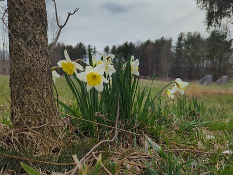 Chores are "routine," and that's the beginning and the end of routine on the homestead