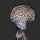 Toothy Mushrooms, Frozen Trails, and a Critically Endangered Find