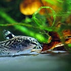 O Peixe Coridora: Um Amigo do Aquário