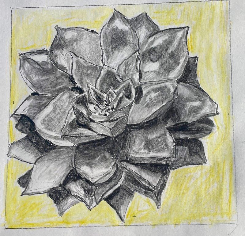 A black and white pencil drawing of a succulent plant on a yellow background