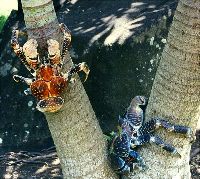 File:Birgus latro (Bora-Bora).jpg File:Birgus latro (Bora-Bora).jpg