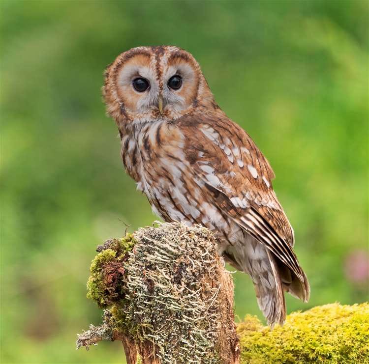 A Tawny Owl and her chicks were found nesting in the bridge. Picture; caroline legg, CC BY 2.0