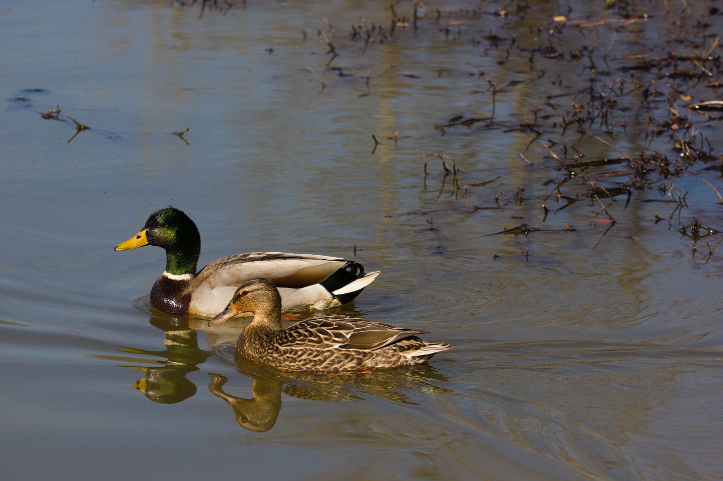 A pair of mallard ducks on a lake. The lake reflects a blue sky. The female duck, who is mostly tan with darker brown markings, is in front of the male, who has a pale body and a dark green head that is almost black from the water darkening his feathers. A pair of mallard ducks on a lake. The lake reflects a blue sky. The female duck, who is mostly tan with darker brown markings, is in front of the male, who has a pale body and a dark green head that is almost black from the water darkening his feathers.