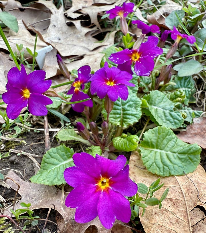 Primula at the bottom of the Birch Walk for April