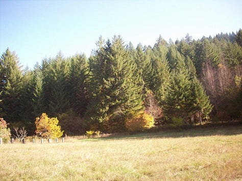 trees, landscape, apples