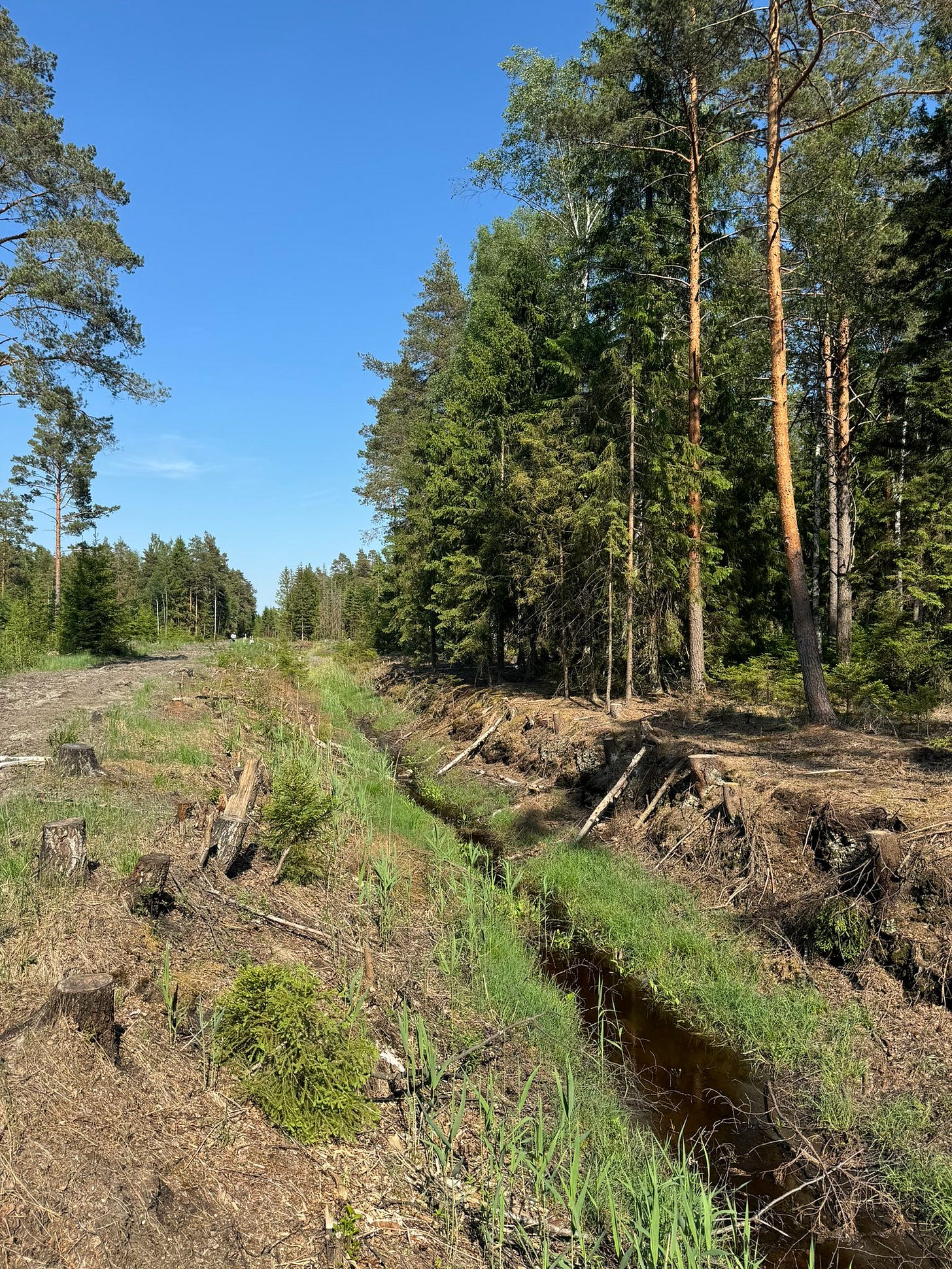 water channel separates cleared forest from tree stand