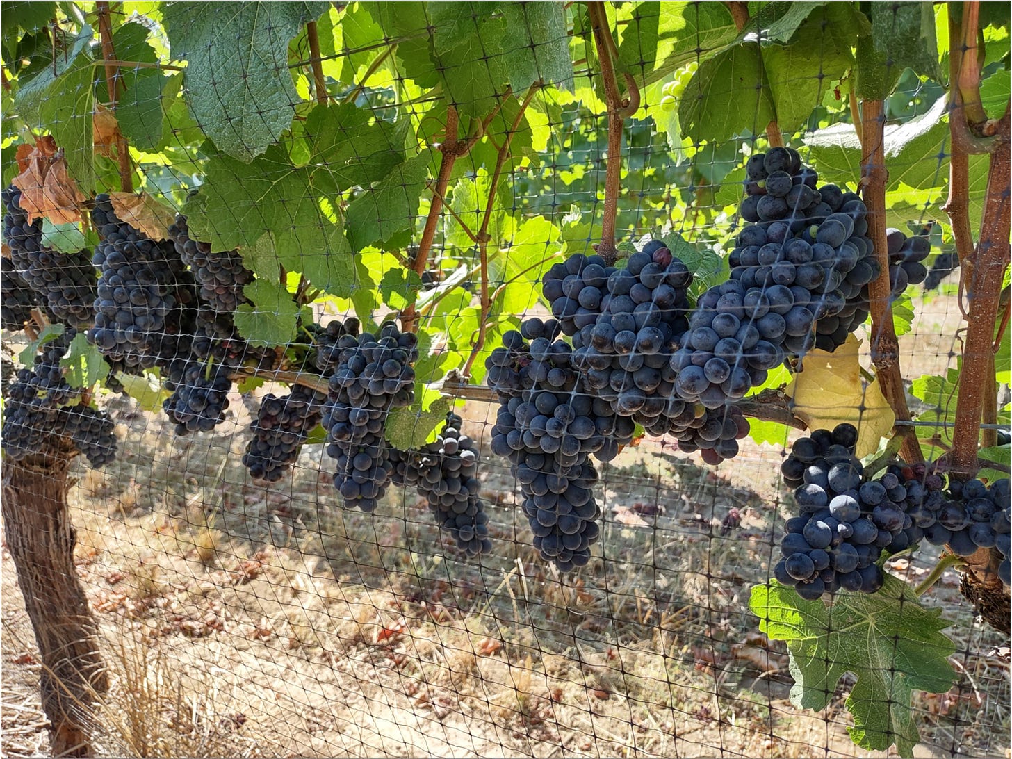 Willamette Valley Pommard clone Pinot Noir protected by old school bird netting.