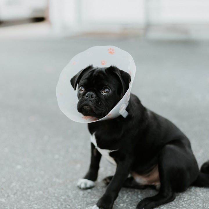 black and white short coated small dog on gray concrete floor