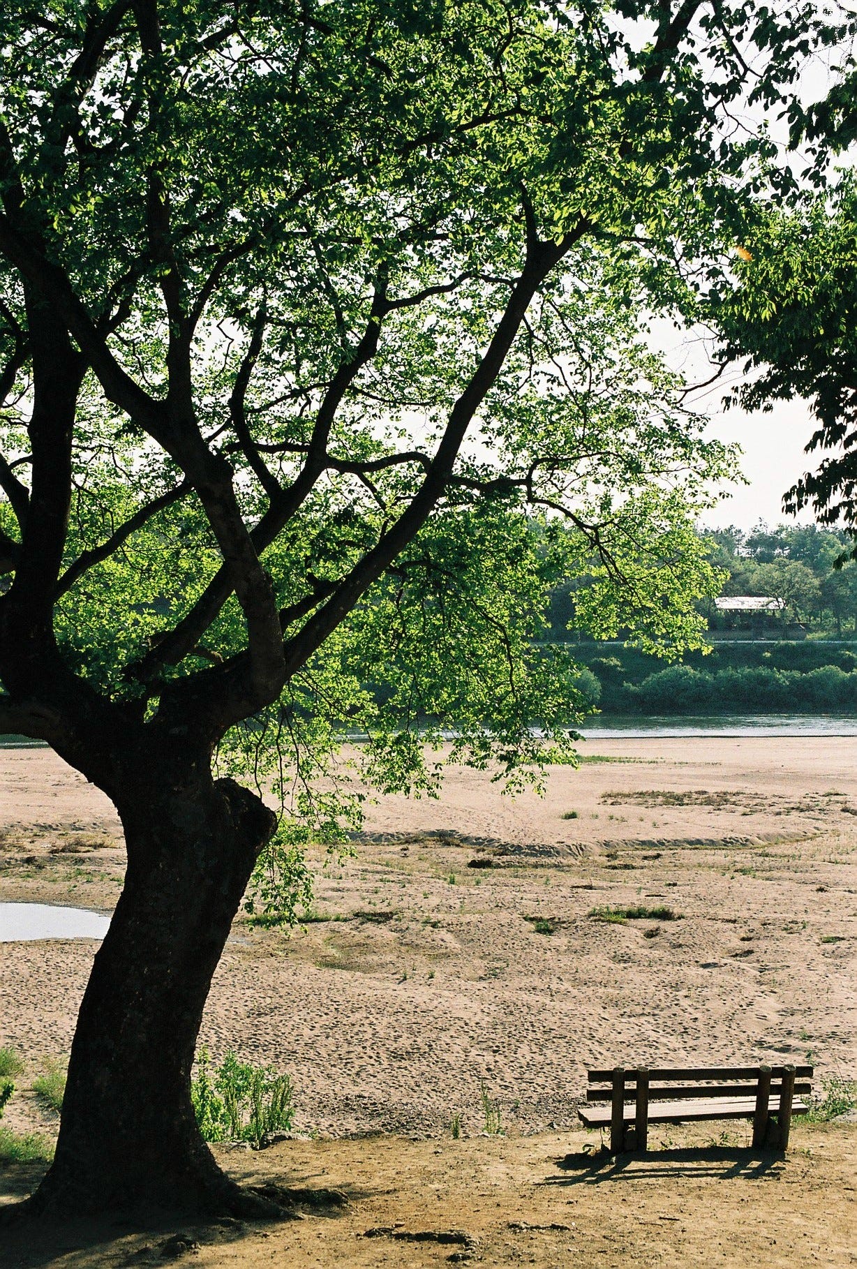 Image is of a large tree in a field with a wooden bench next to it. Image is of a large tree in a field with a wooden bench next to it.