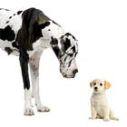 What If You're Not an Underdog?